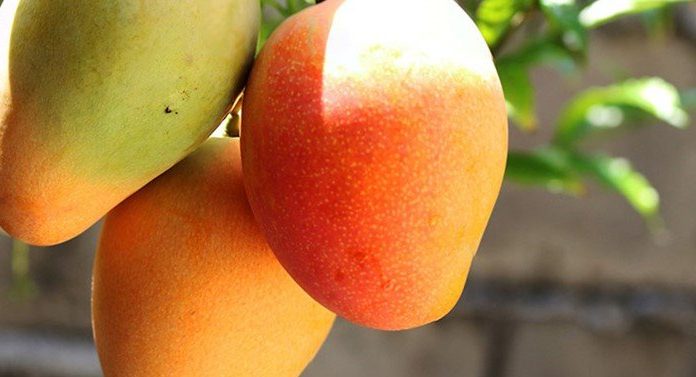 Adab intensifica em 2009 controle biológico de pragas da fruticultura