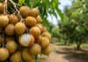 Fruta asiática ainda mais doce chama atenção por ser fácil de cultivar e pode virar nova queridinha dos pomares