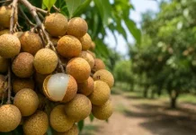 Fruta asiática ainda mais doce chama atenção por ser fácil de cultivar e pode virar nova queridinha dos pomares