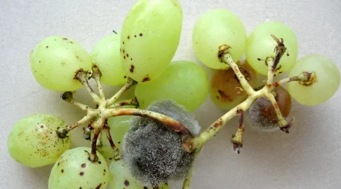 Pesquisa amplia potencial de fungo contra uma das doenças mais destrutivas da agricultura