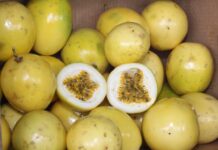 Colheita e pós-colheita do maracujá: como reduzir perdas e preservar a qualidade do fruto