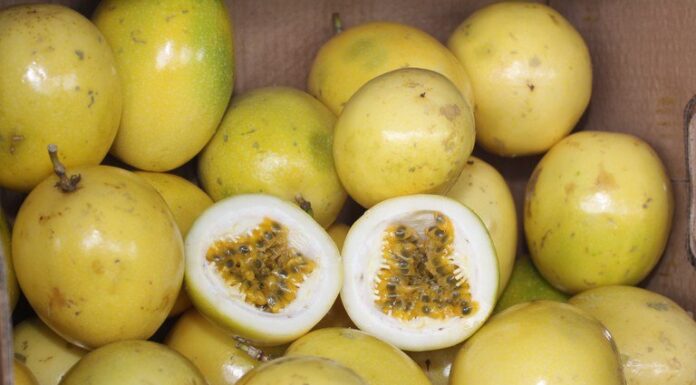 Colheita e pós-colheita do maracujá: como reduzir perdas e preservar a qualidade do fruto