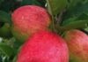 Frutas e colágeno ganham novos mercados no exterior
