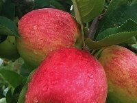 Frutas e colágeno ganham novos mercados no exterior
