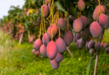 Irrigação transformou fruticultura, mas água continua no centro das preocupações Tecnologia mudou a economia da região, que ganhou destaque nacional. TOPO Por Seiva do Vale — Petrolina, PE 16/10/2026 19h56 Atualizado há 2 dias 4_Tecnologia mudou a economia da região, que ganhou destaque nacional._Seiva — Foto: Acervo/Seiva do Vale 4_Tecnologia mudou a economia da região, que ganhou destaque nacional._Seiva — Foto: Acervo/Seiva do Vale A expansão da fruticultura irrigada transformou a relação entre a agricultura e o clima no Vale do São Francisco. Em uma região marcada pelo clima semiárido e pela irregularidade das chuvas, os produtores passaram a contar com sistemas de irrigação abastecidos pelo Rio São Francisco, reduzindo a dependência direta das precipitações. O modelo, no entanto, não elimina a necessidade de disponibilidade de água. É justamente esse fator que ganha relevância diante da possibilidade de um intenso episódio de El Niño entre 2026 e 2027, que pode alterar os padrões de chuva e aumentar o risco de estiagem no Nordeste. Fruticultura irrigada A história da agricultura irrigada no Vale do São Francisco começou antes mesmo da criação da Companhia de Desenvolvimento dos Vales do São Francisco e do Parnaíba (Codevasf). A partir de meados do século 20, estudos e iniciativas públicas passaram a avaliar formas de aproveitar os recursos hídricos da região para ampliar a produção agrícola. O processo ganhou uma estrutura mais concreta com a implantação dos primeiros perímetros irrigados. O Perímetro Irrigado Bebedouro, em Petrolina (PE), começou a operar em 1968. Três anos depois, em 1971, foi a vez do Mandacaru, em Juazeiro (BA). Em 1974, a criação da Codevasf, por meio da Lei nº 6.088, ampliou a atuação do poder público na região. Entre as atribuições da empresa pública estava o aproveitamento dos recursos de água e solo do Vale do São Francisco para atividades agrícolas, agropecuárias e agroindustriais. Nas décadas seguintes, a expansão da infraestrutura de irrigação favoreceu o cultivo de produtos de maior valor comercial, especialmente uva e manga. Petrolina e Juazeiro se consolidaram como o principal eixo da fruticultura irrigada do Vale, com produção destinada tanto ao mercado brasileiro quanto à exportação. Irrigação reduz dependência da chuva, mas não da água A consolidação da agricultura irrigada mudou a relação dos produtores com as condições climáticas do semiárido. Com acesso à água do São Francisco, tornou-se possível manter a produção mesmo diante da irregularidade das chuvas. Essa característica é um dos principais diferenciais da fruticultura do Vale, mas também estabelece um limite: irrigar não significa ter acesso ilimitado à água. Em um cenário de possível El Niño, a evolução das chuvas, das vazões do Rio São Francisco e dos níveis dos reservatórios passa a ser acompanhada com maior atenção pelo setor produtivo. Para os municípios que dependem da fruticultura irrigada, a questão central não é apenas quanto vai chover, mas como as condições climáticas poderão afetar a disponibilidade de água necessária para manter a produção. Assim, depois de décadas em que a irrigação ajudou a agricultura a superar as limitações impostas pelo clima semiárido, o El Niño recoloca a disponibilidade hídrica no centro das preocupações do Vale do São Francisco. 4_Tecnologia mudou a economia da região, que ganhou destaque nacional._Seiva — Foto: Acervo/Seiva do Vale