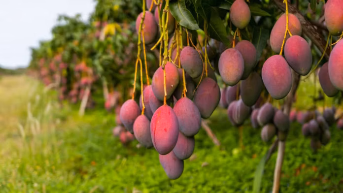 Irrigação transformou fruticultura, mas água continua no centro das preocupações 4_Tecnologia mudou a economia da região, que ganhou destaque nacional._Seiva — Foto: Acervo/Seiva do Vale